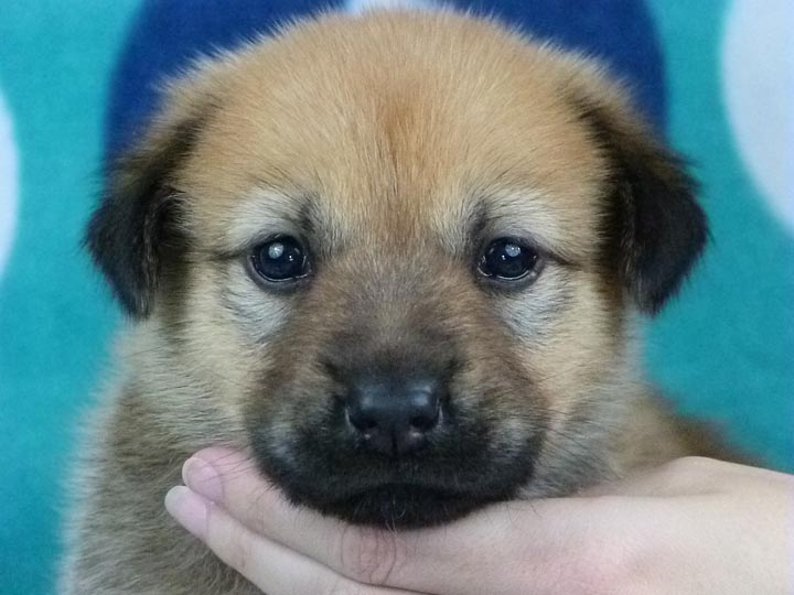 chinook puppy